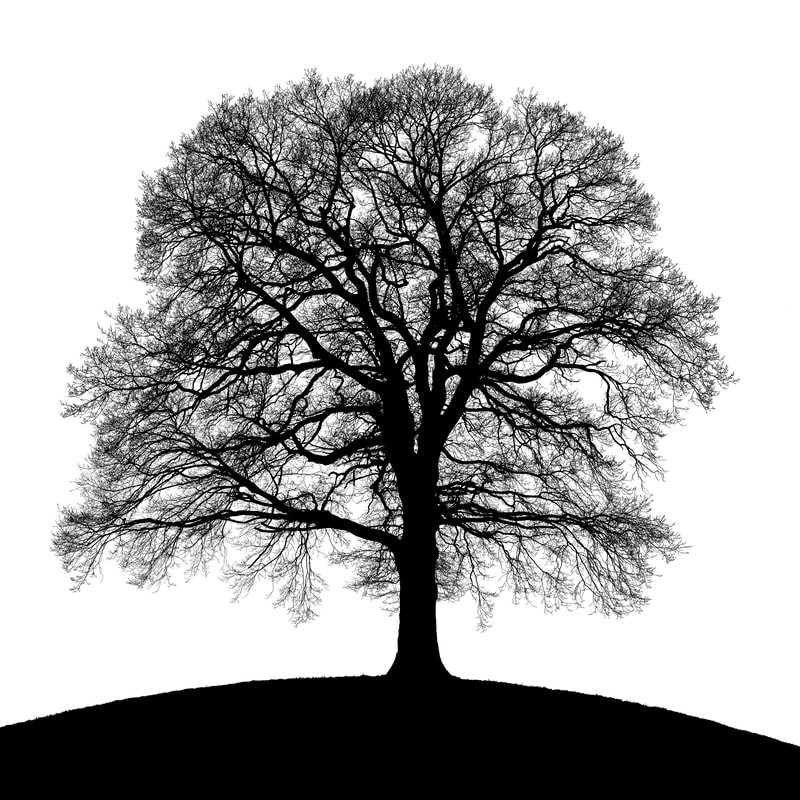 Die vier Jahreszeiten - Silhouette Baum - Fotografie Kunst günstig online kaufen - Christoph Jäggi, Bern