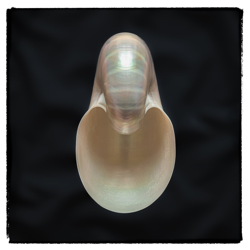 Nautilus - Hommage an Edward Weston - Fotografie Kunst günstig online kaufen - Christoph Jäggi, Bern