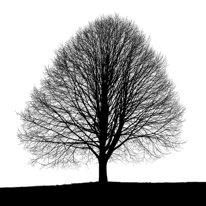 Die vier Jahreszeiten - Silhouette Baum - Fotografie Kunst günstig online kaufen - Christoph Jäggi, Bern