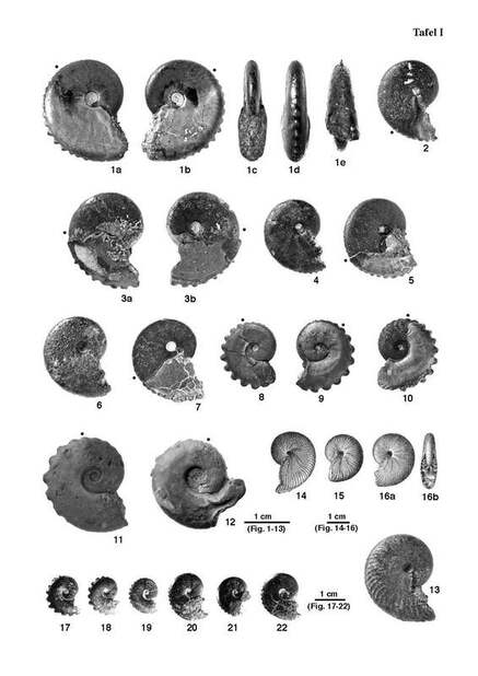 Ammonit Creniceras piae - Christoph Jäggi, Bern