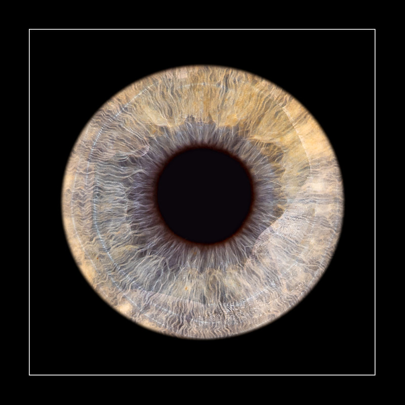 Iriden Iris Regenbogenhaut Auge