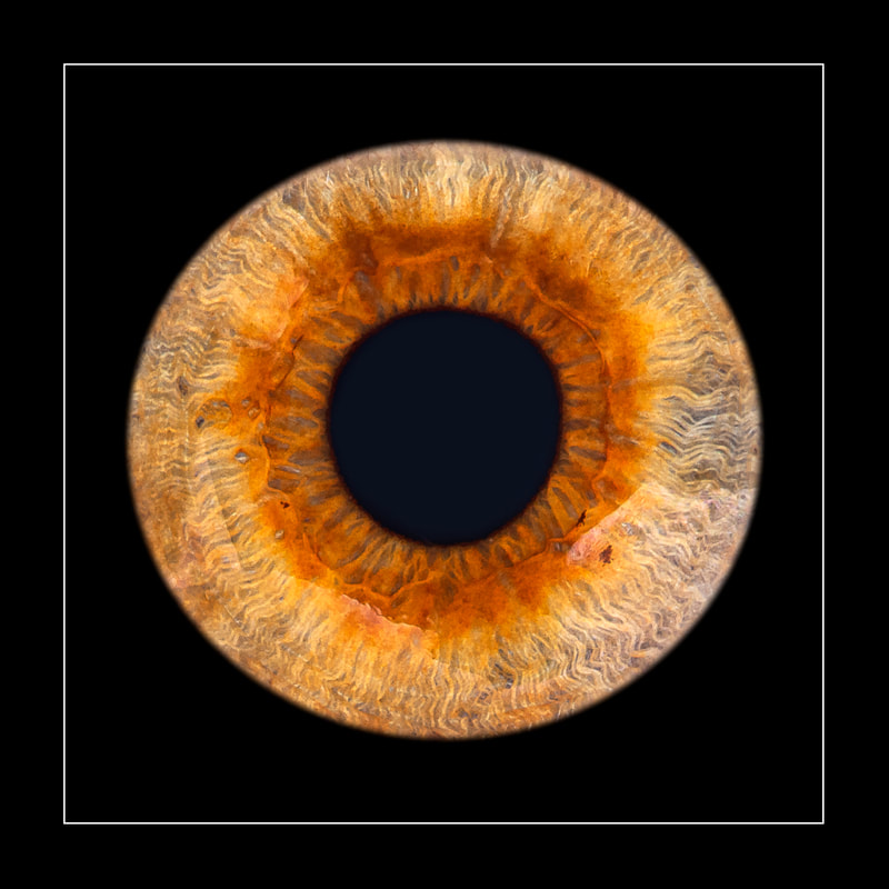 Iriden Iris Regenbogenhaut Auge